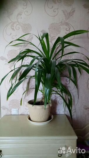 Пальма панданус