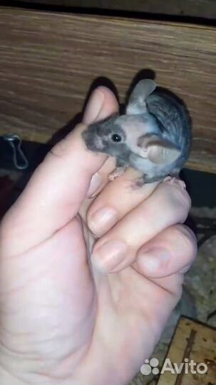 Мышь декоративная,мышь кучерявая,тексель,сатин