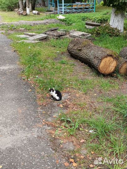 Котёнок в добрые руки мальчик