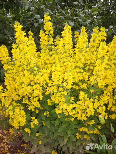 Многолетники