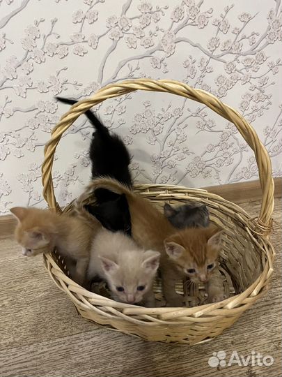 Котята в добрые руки