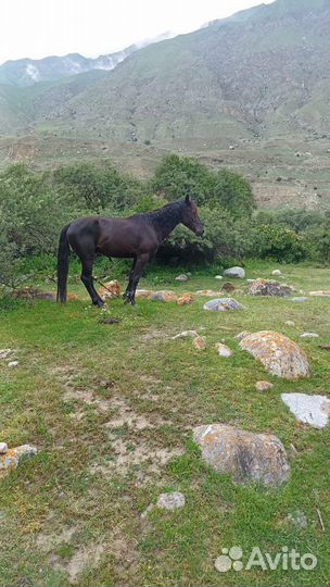 Лошадь жеребец