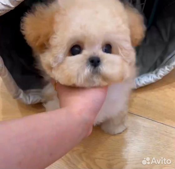 Пушон мини, девочка, эксклюзив, китай