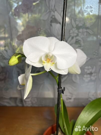 Орхидея фаленопсис детка