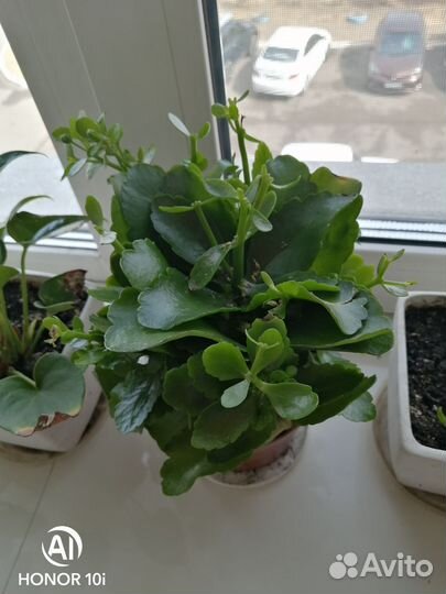 Замиокулькас, каланхоэ декоративный цвет фиолетовы