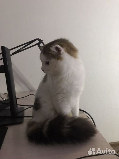 Передержка собак, кошек или др.животных