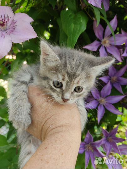 Котята в добрые руки бесплатно