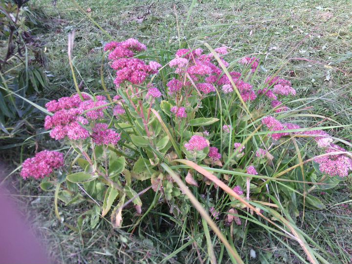 Участок 16,5 сот. (ИЖС)