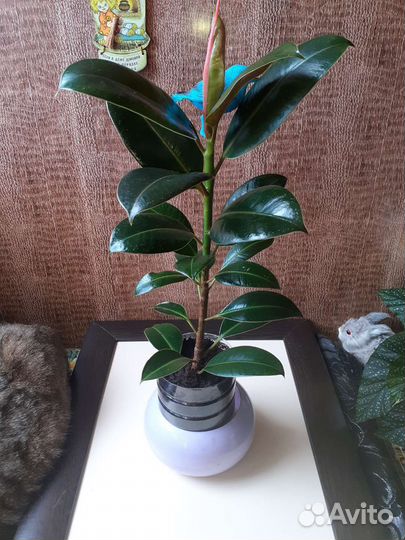 Фикус каучуконосный 0,5м