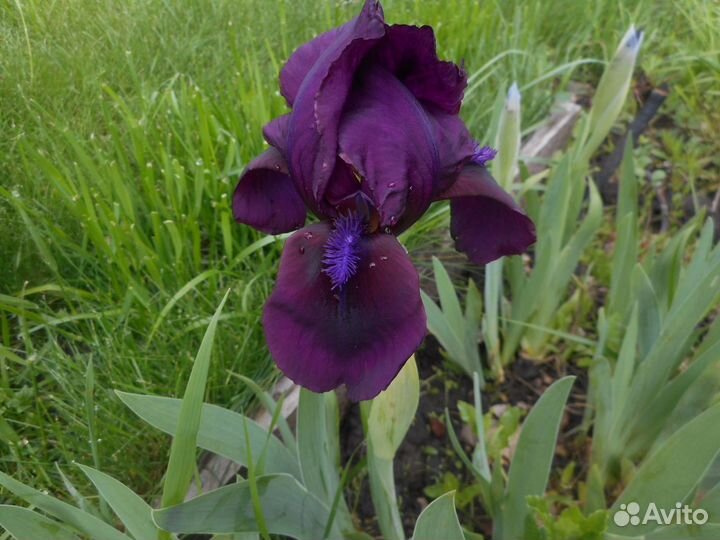 Карликовый ирис