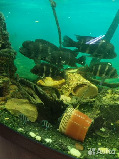 Фронтоза королева Танганьики