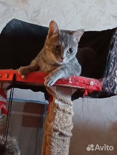 Ласковый молоденький котик