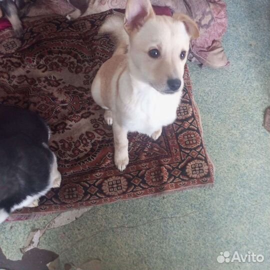 Щенки в добрые руки