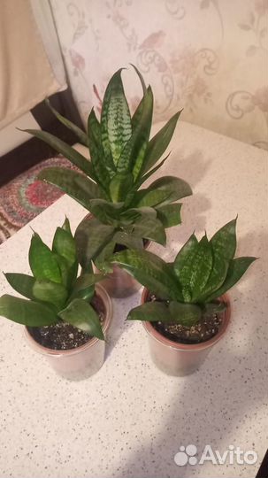 Сансевиерия Ханни