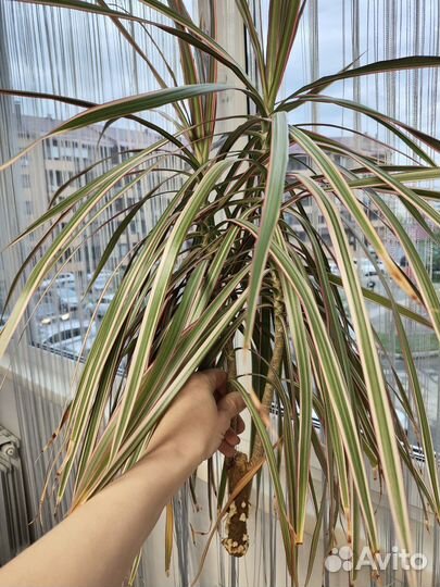 Пальма драцена
