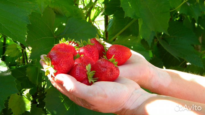 Клубника Лорд