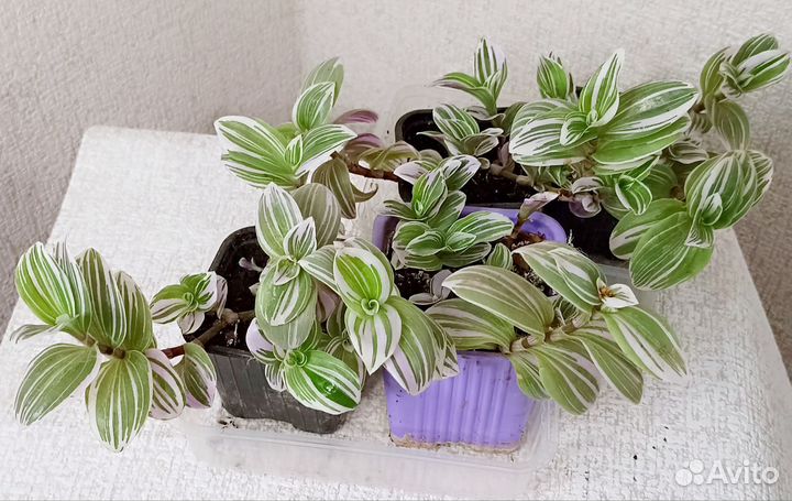 Комнатные цветы