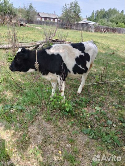 Телка 5 месяцев от высокоудойной коровы