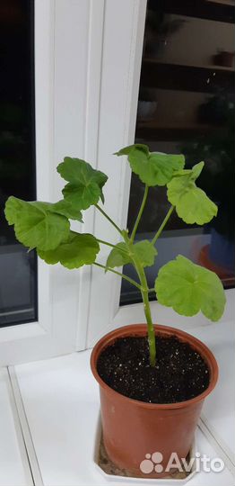 Пеларгония герань