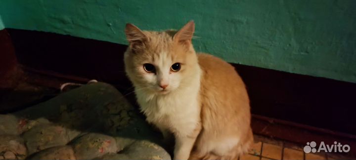 Кошки в добрые руки