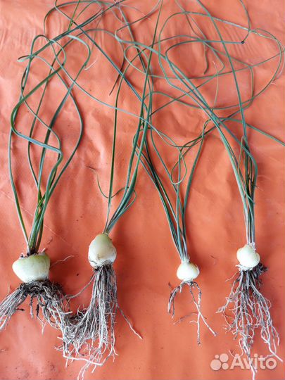 Альбука спиральная