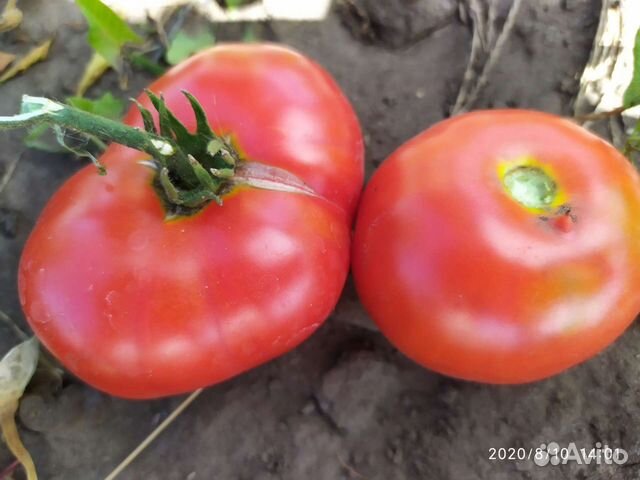 Семена помидор(высылаю почтой)
