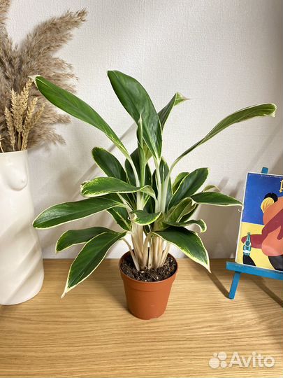 Аглаонема лимон лайм