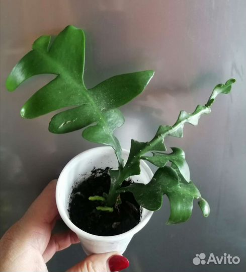 Эпифиллум марниера