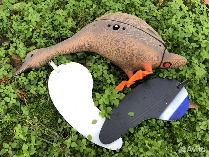 Чучело утки махокрыл