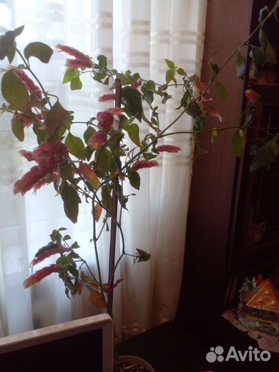 Белопероне