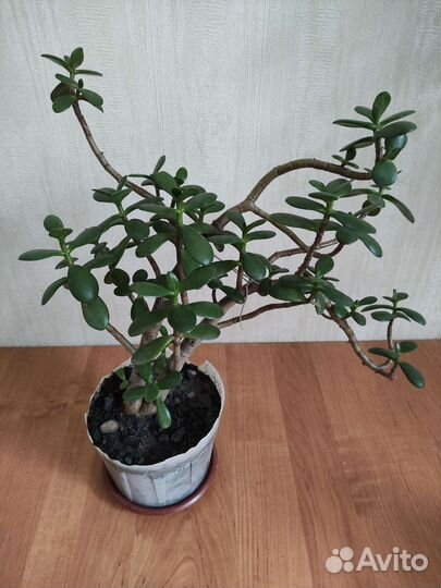 Крассула толстянка 35 см