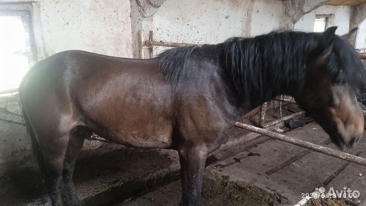 Лошадь жеребец