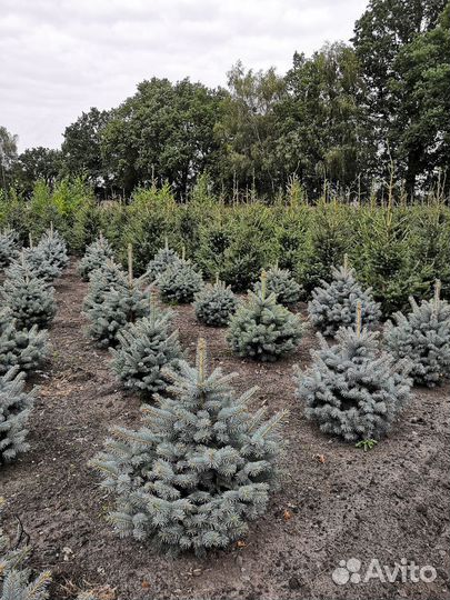 Ель голубая