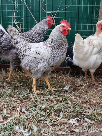 Молодые петушки