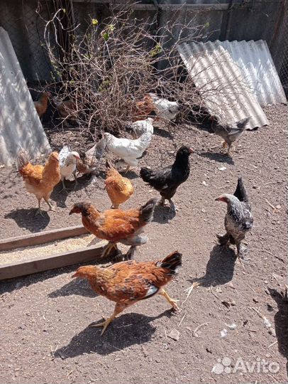 Утки,куры,гуси