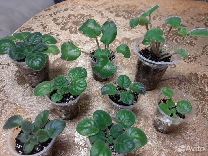 Цветущие сортовые фиалки,пасынки,детки