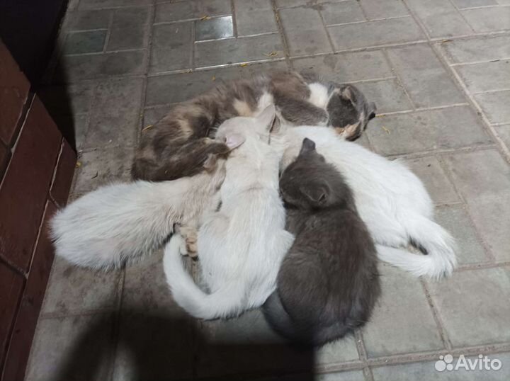 Котята в добрые руки бесплатно