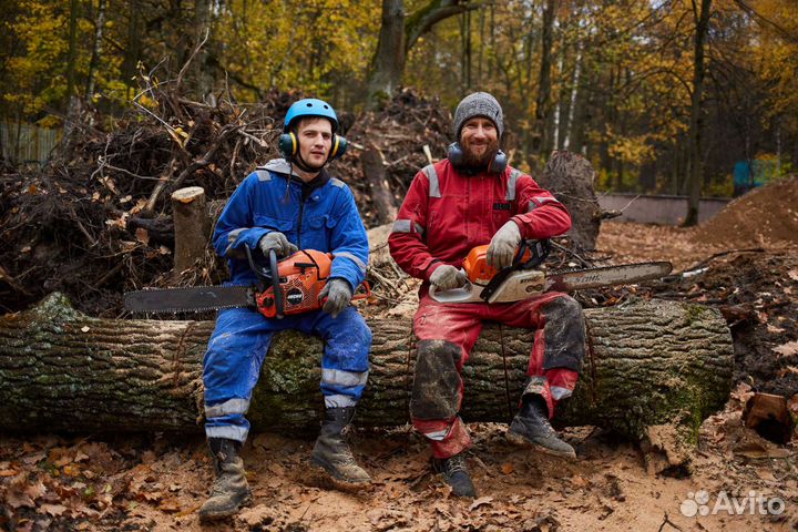 Спил деревьев