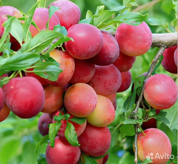 Алыча Кубанская комета, Царская Н1,5м