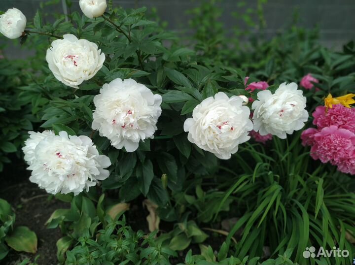 Многолетние растения для сада