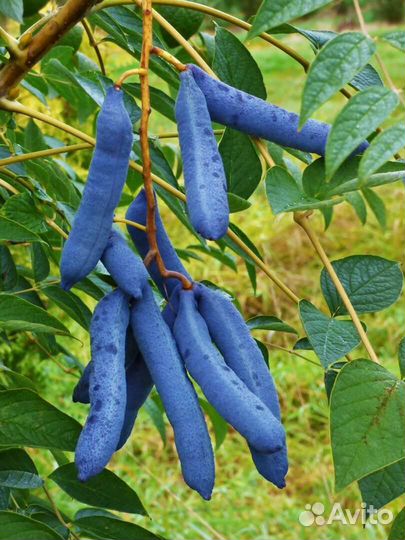 Декенея фаргеза