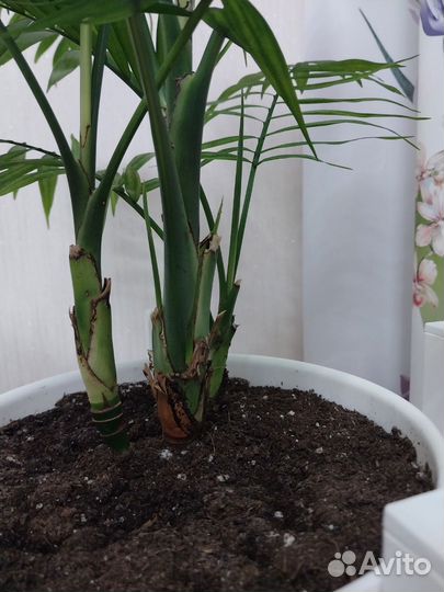 Пальма хамедорея