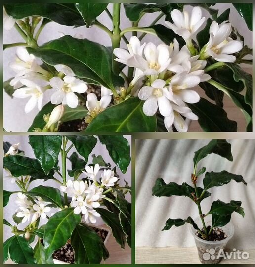 Гардения вариегатная