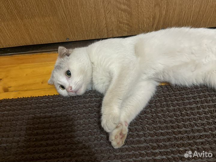 Кот в добрые руки