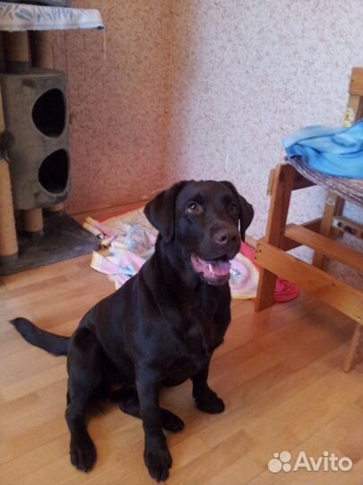 Домашняя передержка животных В Южном Бутово