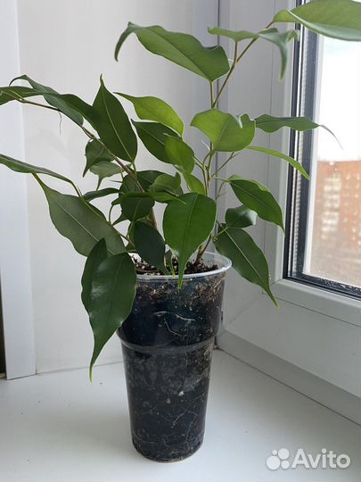 Фикус бенджамина