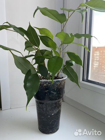 Фикус бенджамина