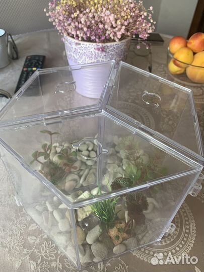 Аквариум для рыбки петушка