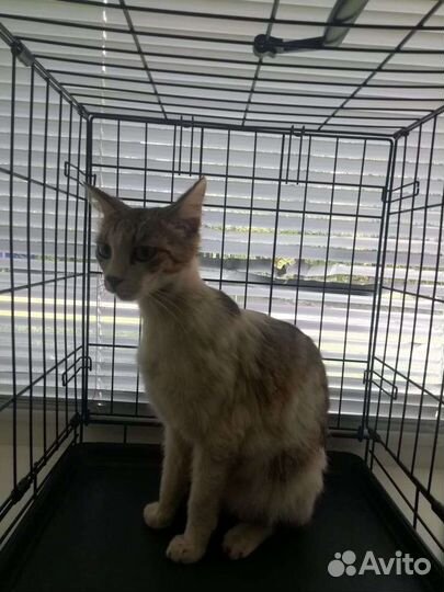 Кошка в дар бесплатно