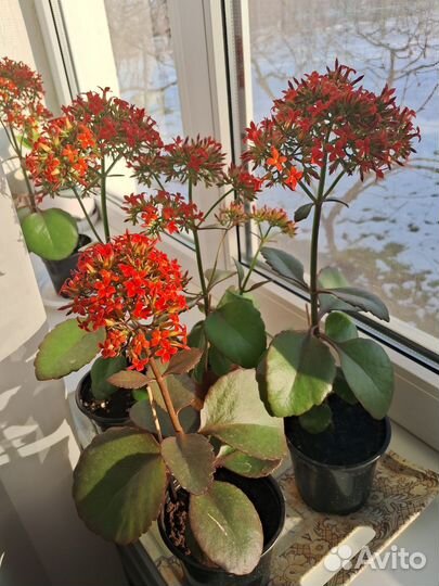 Каланхоэ красный